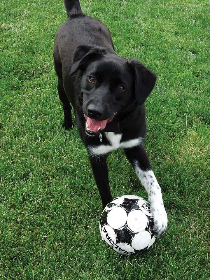 dog playing soccer