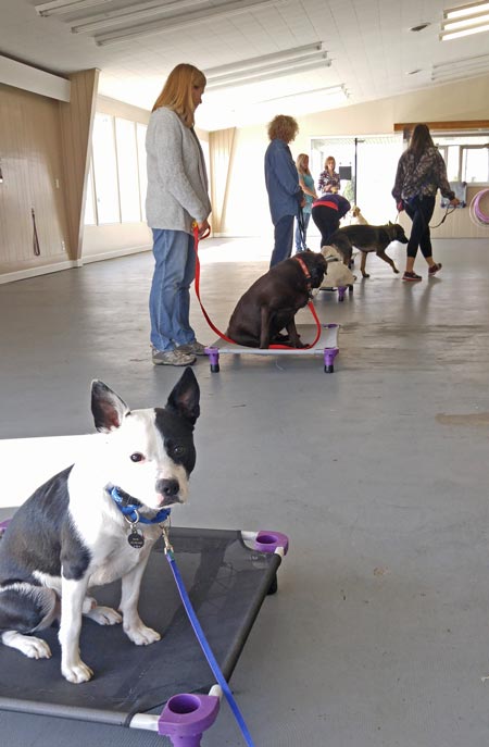 Training class at Flying Colors Canine Academy
