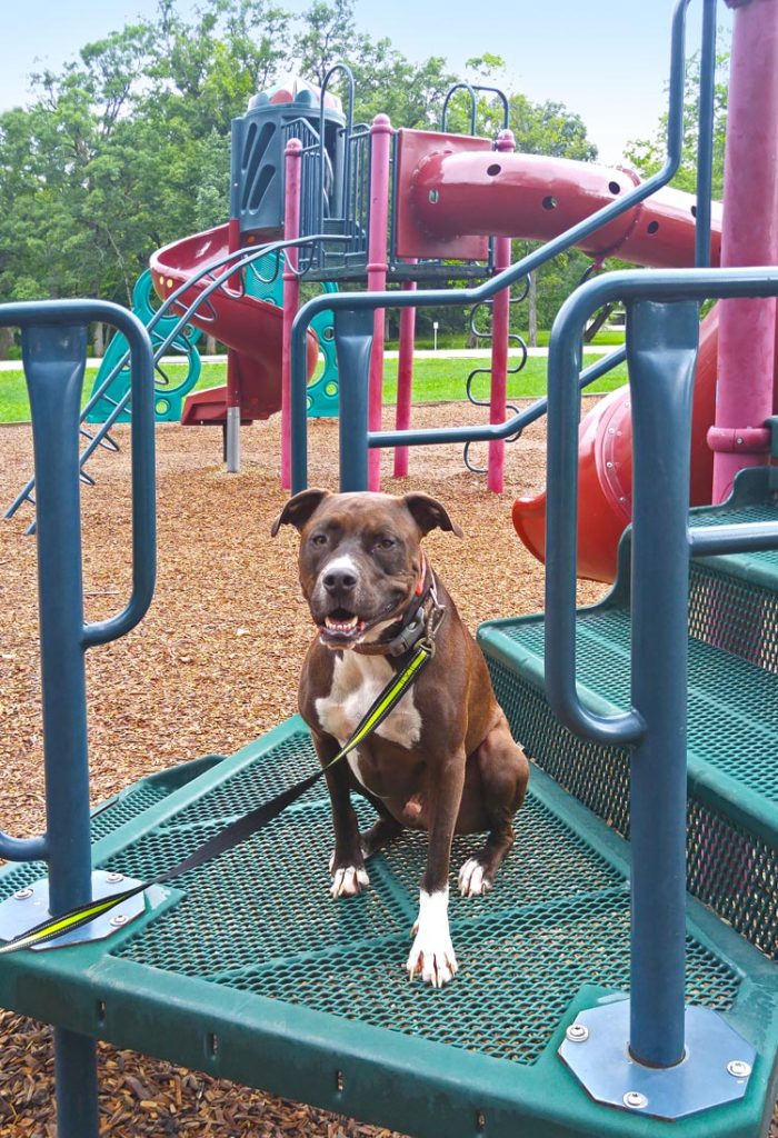 Dog sits in place on playground
