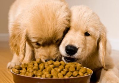 Dog Food: How Do I Know What is Best?