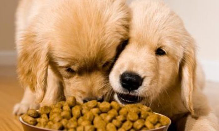 Dog Food: How Do I Know What is Best?