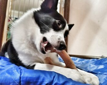 Nylabone Magic