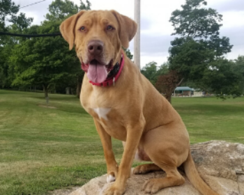 6 Tips for the Greatest Dog Photos