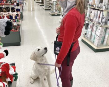 Dogs Learn in Pictures